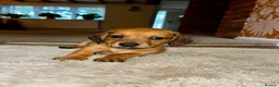 Dachshund dogs for sale: 3 beautiful red dachshund boys - Advert 4