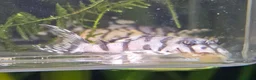 Plecos fish for sale: L236 SUPER WHITES & YELLOW HYPANCISTRUS PLECOS in Oldham - Advert 5