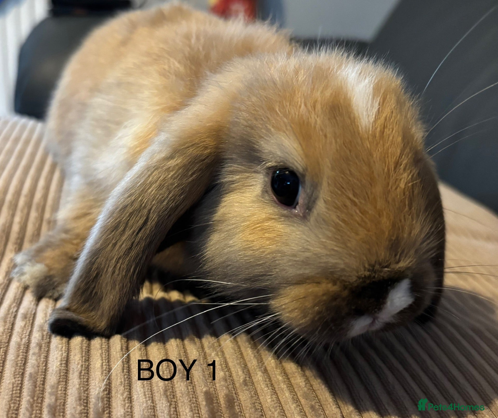 Mini Lop rabbits Mini lop Litter ready now  - Advert 9