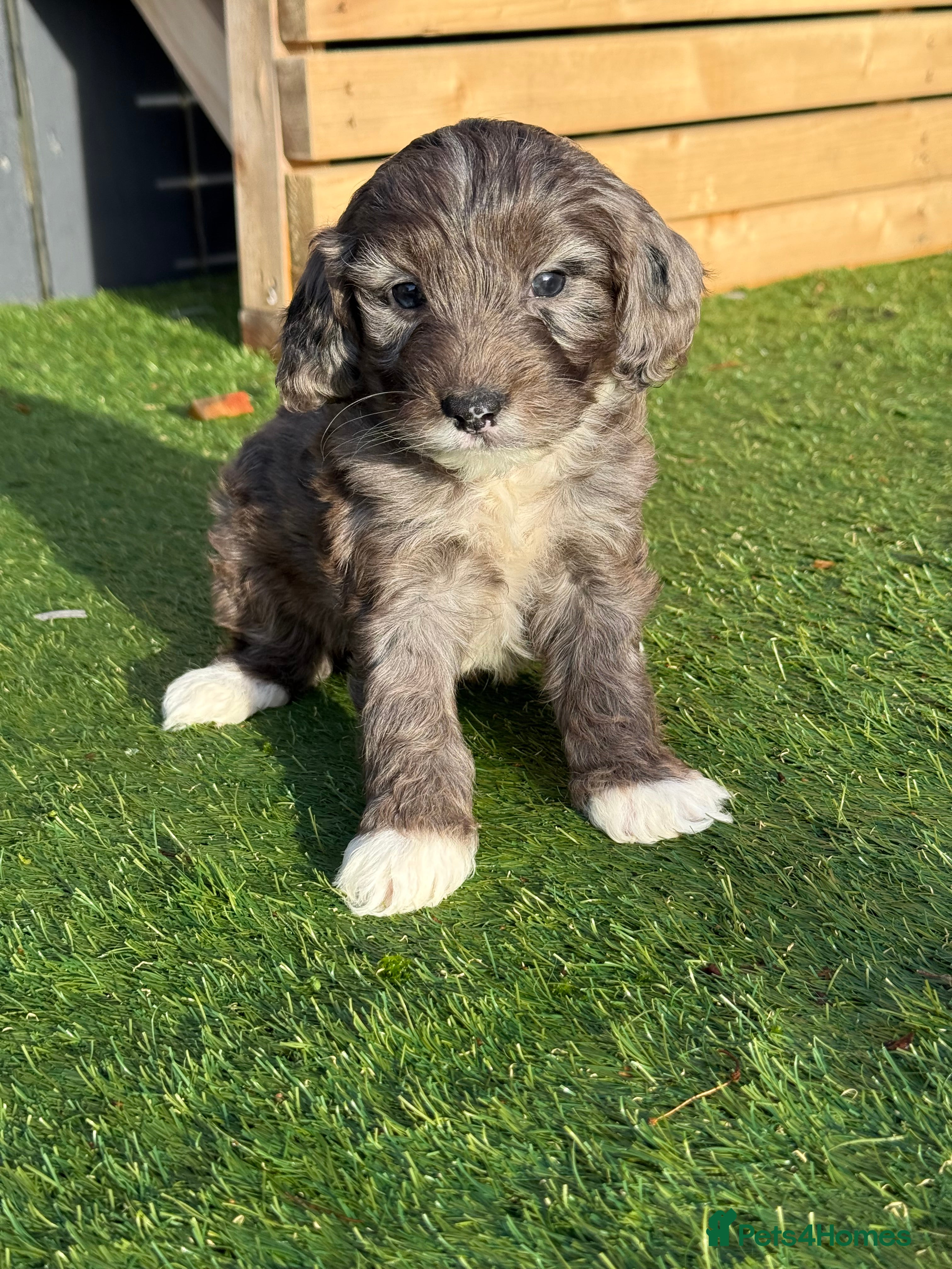 Cockapoo dogs F1B TOY COCKAPOO’S - Advert 16