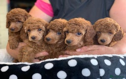 Miniature Poodle dogs for sale: Exquisite, DNA clear, puppies,  Slaves wanted! - Image 13