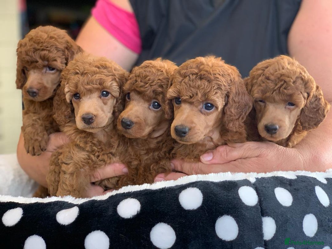 Miniature Poodle dogs for sale: Exquisite, DNA clear, puppies,  Slaves wanted! - Image 13