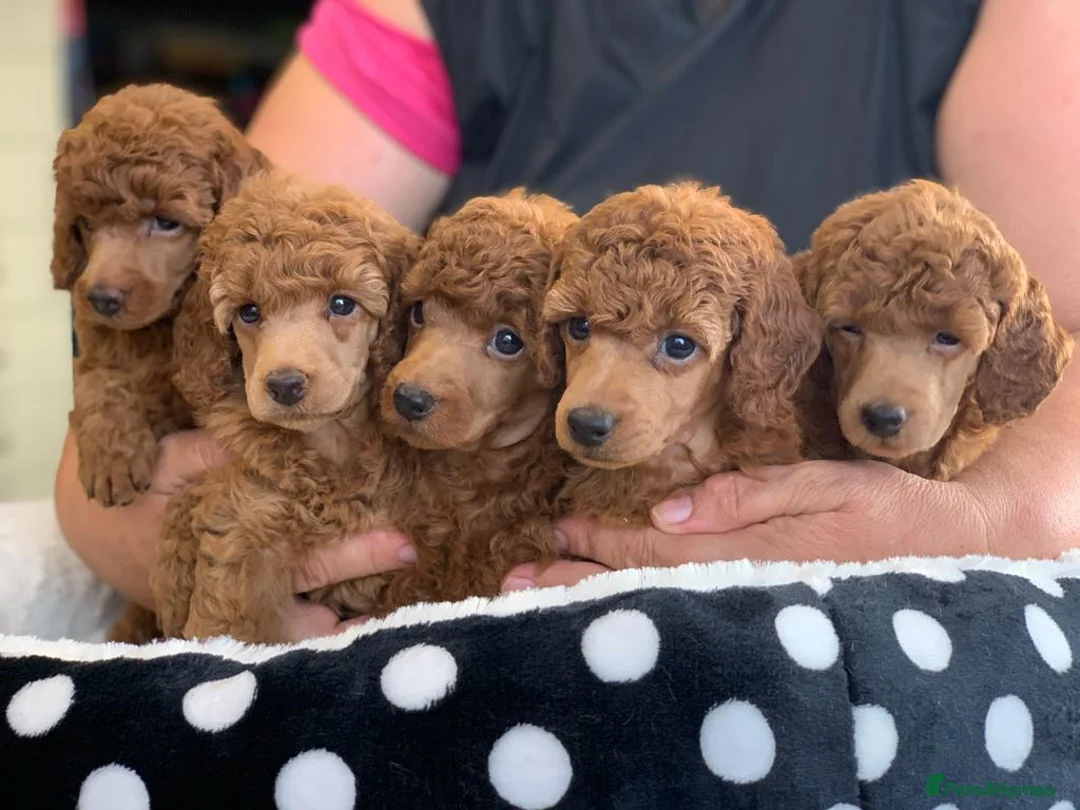 Miniature Poodle dogs for sale: Top Quality, DNA clear, READY NOW! fully vacced - Advert 19