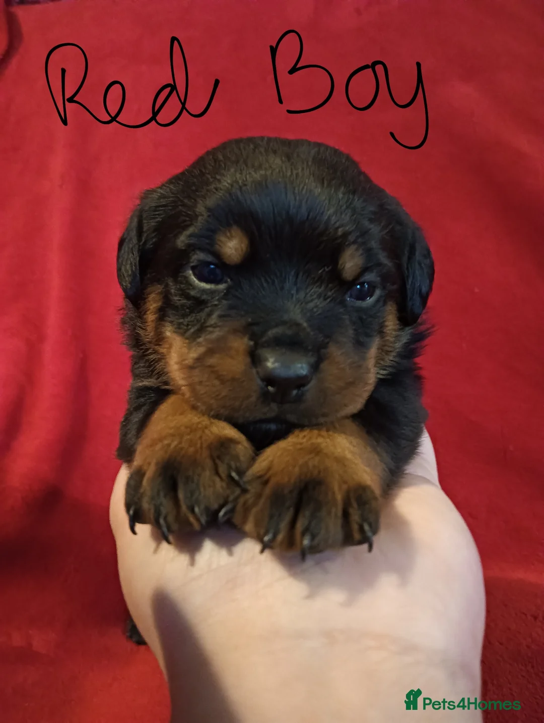 Rottweiler dogs for sale: Rottweiler Puppies  in Manchester - Advert 6