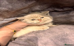 British Shorthair cats for sale: 🌈 GCCF fawn/blue 🏆Champion🏆 BSH teddy bears 🌈 - Image 6