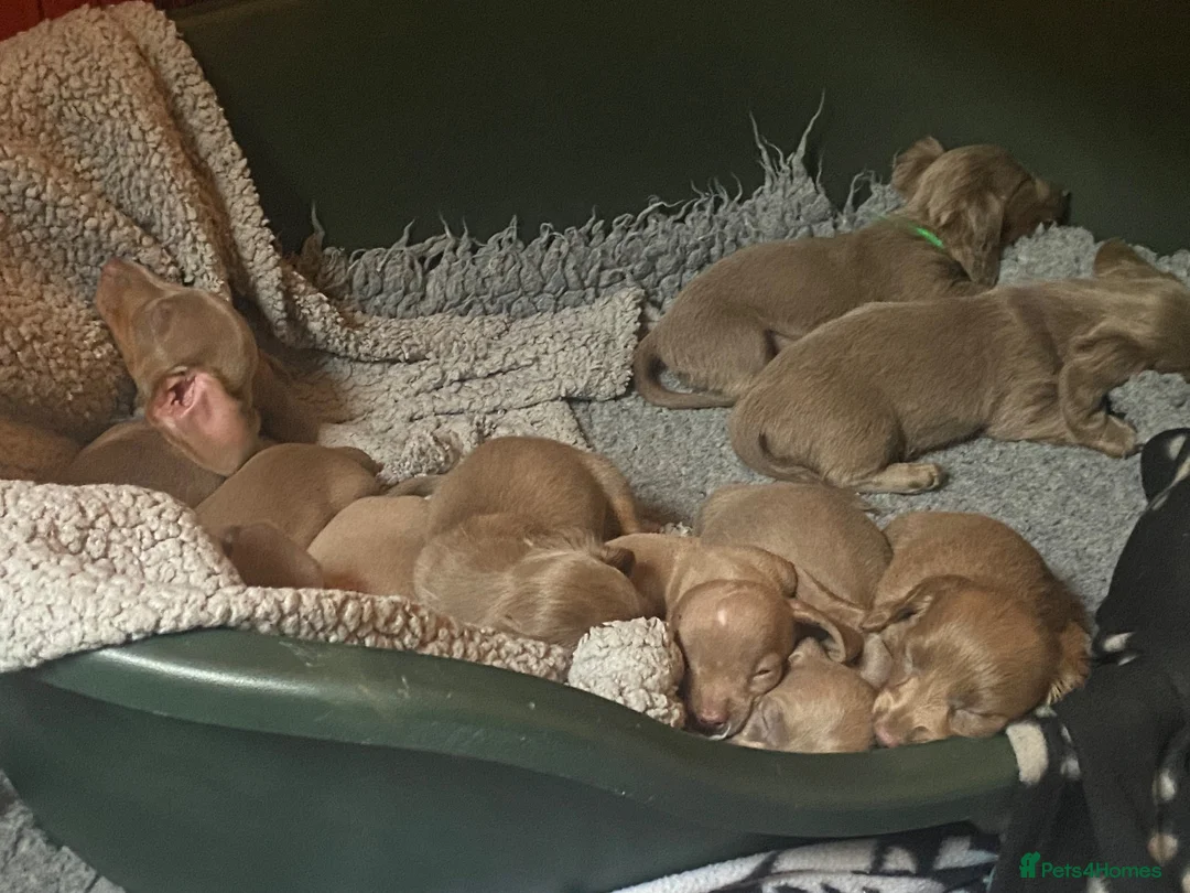 Miniature Dachshund dogs for sale: Isabella/Tan KC Registered Miniature Dachshunds,  - Advert 2