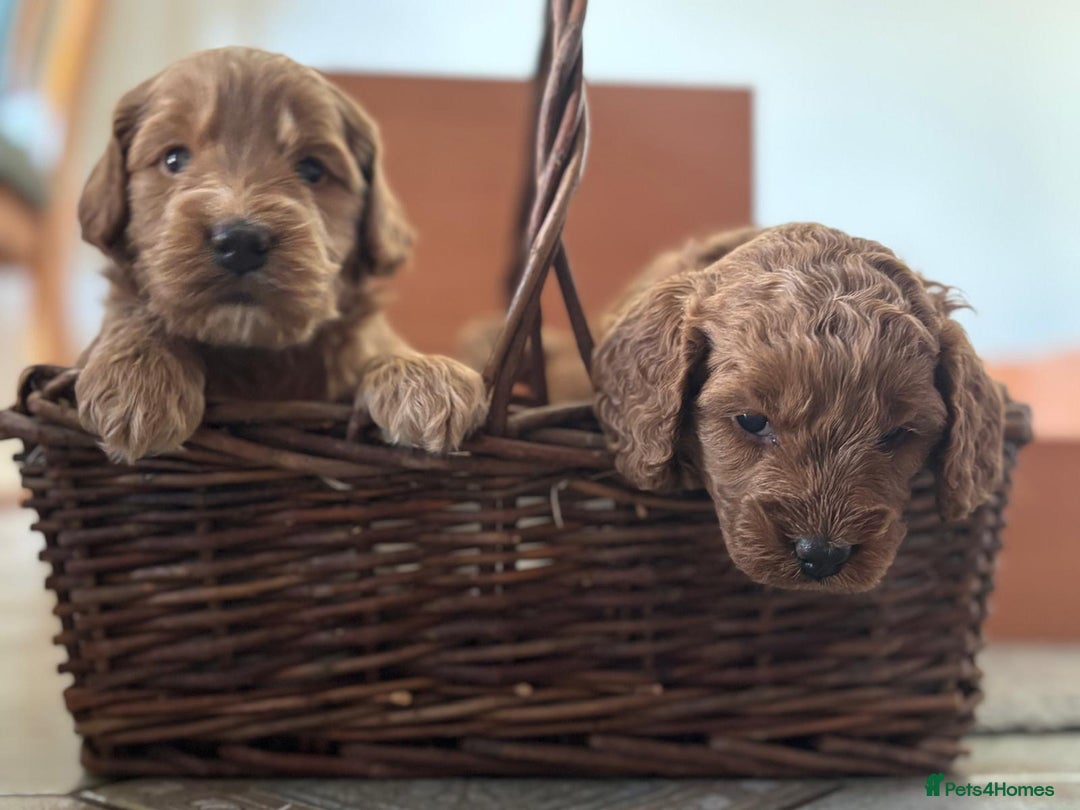 Cockapoo dogs for sale: Gorgeous Cockerpoo Puppies - Image 7