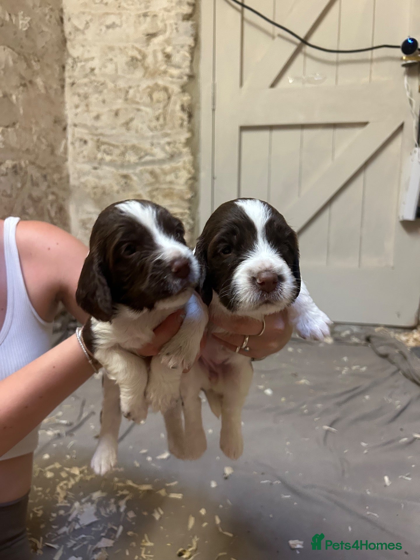 English Springer Spaniel dogs  Beautiful Pedigree springer spaniels  - Advert 1