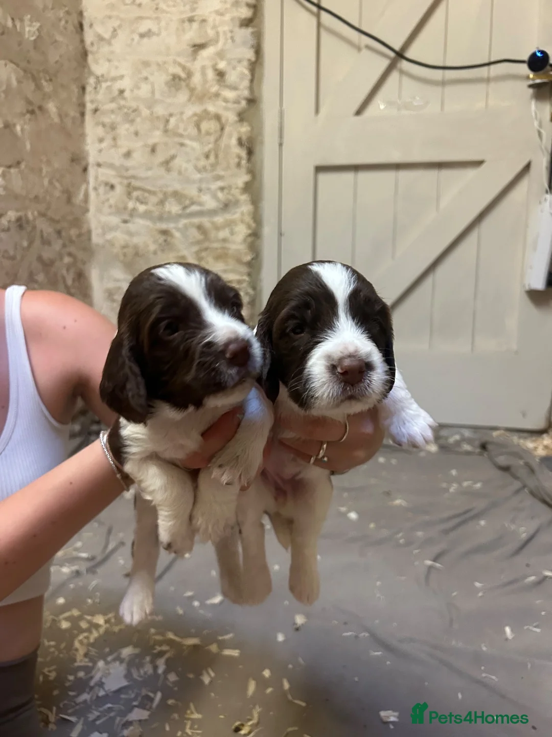 English Springer Spaniel dogs for sale:  Beautiful Pedigree springer spaniels  - Advert 1