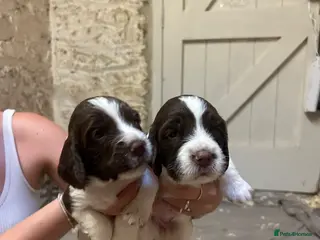 English Springer Spaniel dogs Beautiful Pedigree springer spaniels - Advert 1