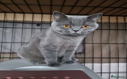 British Shorthair cats for sale: Lilac & Blue BSH Kittens Healthy GCCF Pedigree  - Image 17