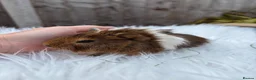 Guinea Pig rodents for sale: Baby guinea pigs  - Advert 9