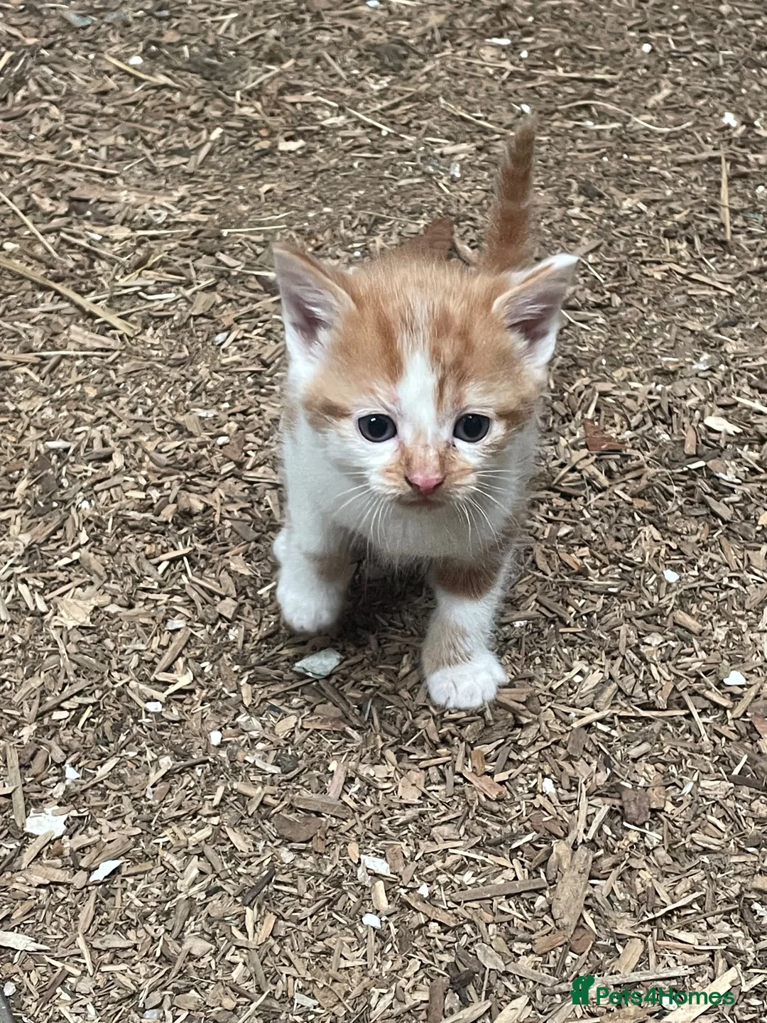 Mixed Breed cats for sale: Beautiful kittens, boys and girls  - Advert 2