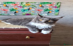 Maine Coon cats for sale: Main coons - Image 13