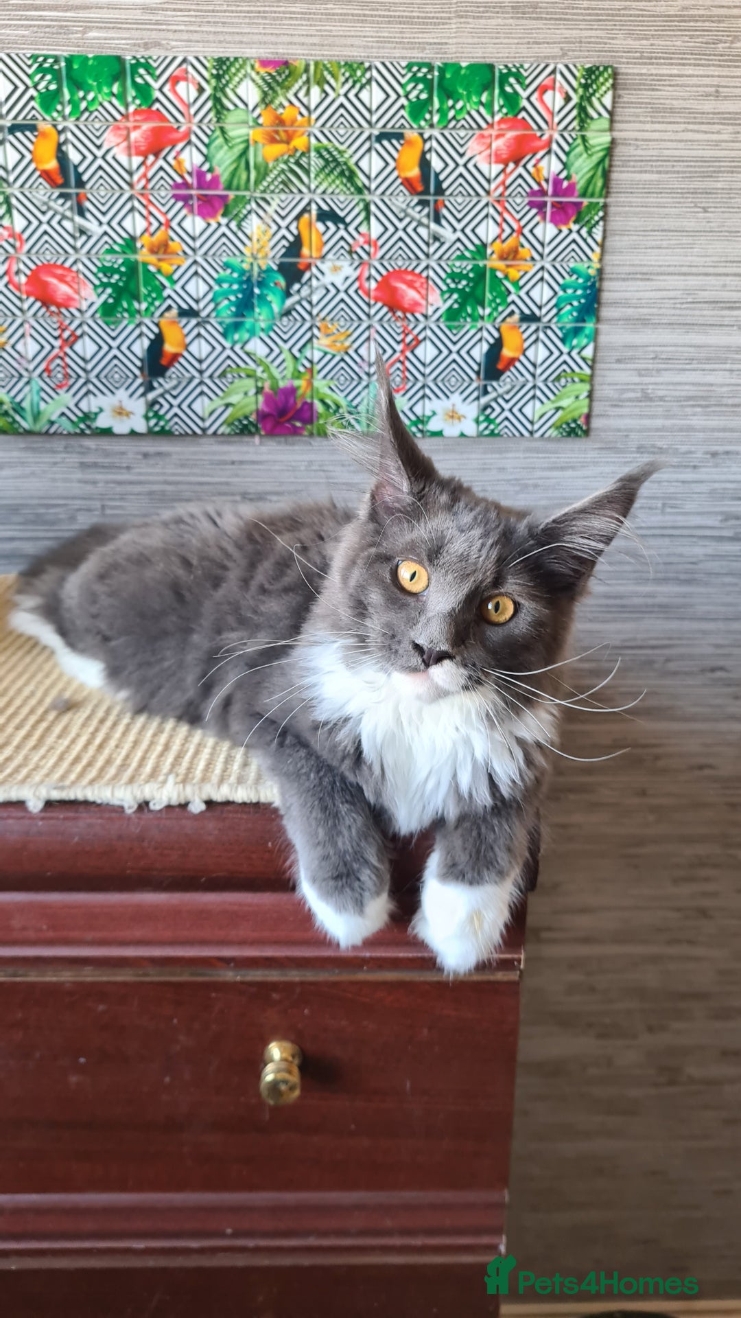 Maine Coon cats for sale: Main coons - Image 13