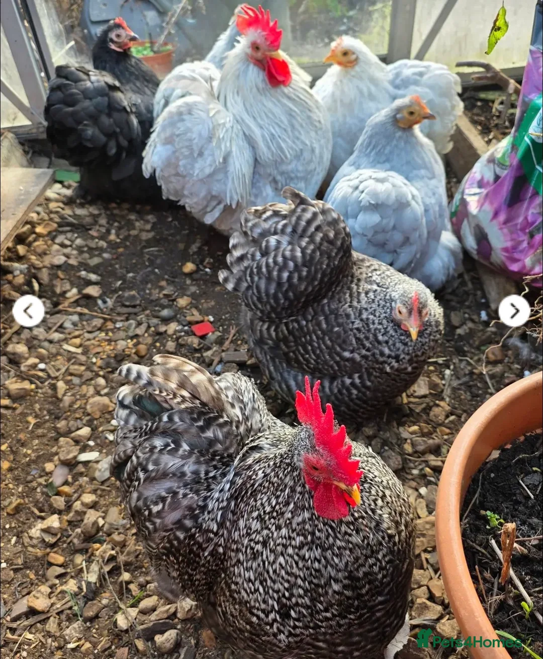 Chickens poultry for sale: Lavender and cuckoo bantams  - Advert 2