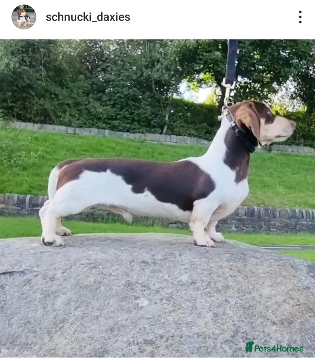 Miniature Dachshund dogs for stud: Kinder piebald miniature dachshund stud kc in Blackburn - Advert 1