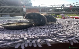 Mini Lop rabbits for sale: Female mini lops  - Image 20