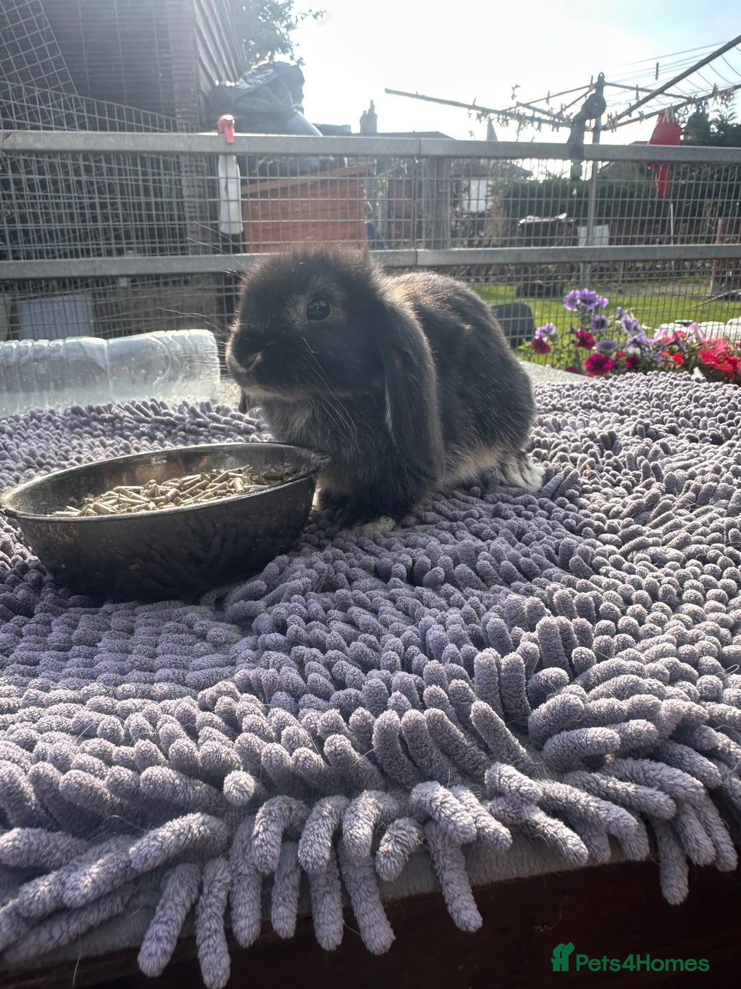 Mini Lop rabbits for sale: Female mini lops  - Image 20