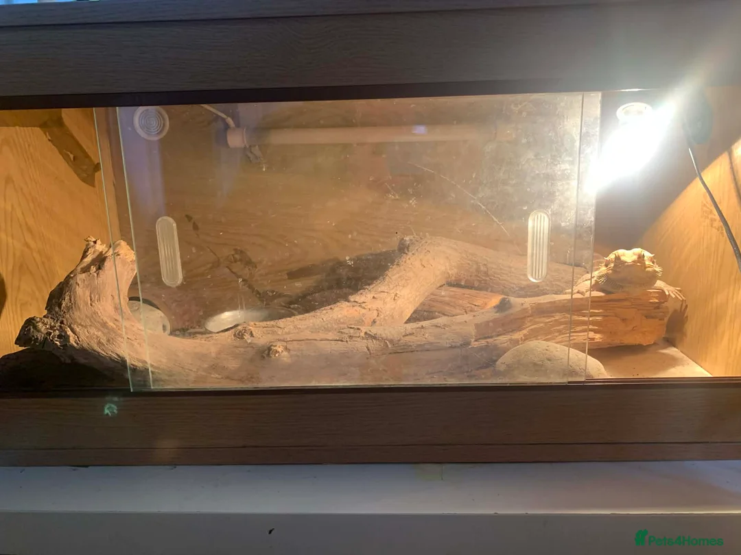 Bearded Dragon reptiles for sale: Bearded Dragon for sale - Advert 4