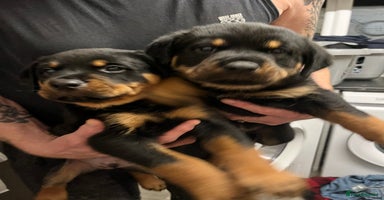 Rottweiler dogs 8 Beautiful, chunky Rottweiler pups  - Advert 5