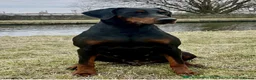 Dobermann dogs for sale: READY TO COLLET NOW | RKC DOBERMAN | CHAMPION LINE - Advert 13