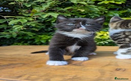 Mixed Breed cats for sale: Tuxedo Kittens - Image 10