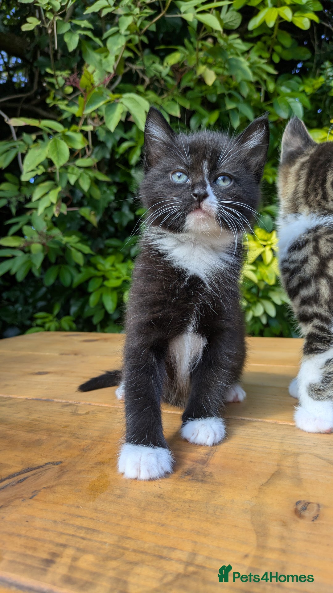 Mixed Breed cats for sale: Tuxedo Kittens - Image 10