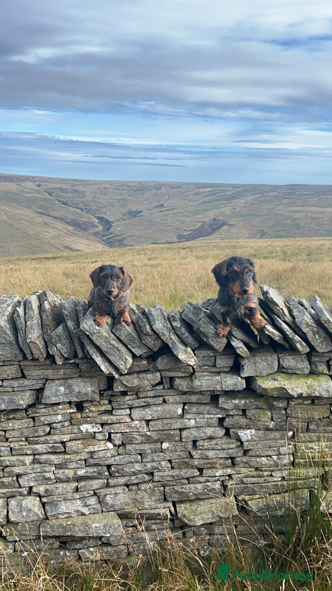 Dachshund dogs for sale: Last gorgeous girl!  ready now  - Image 8