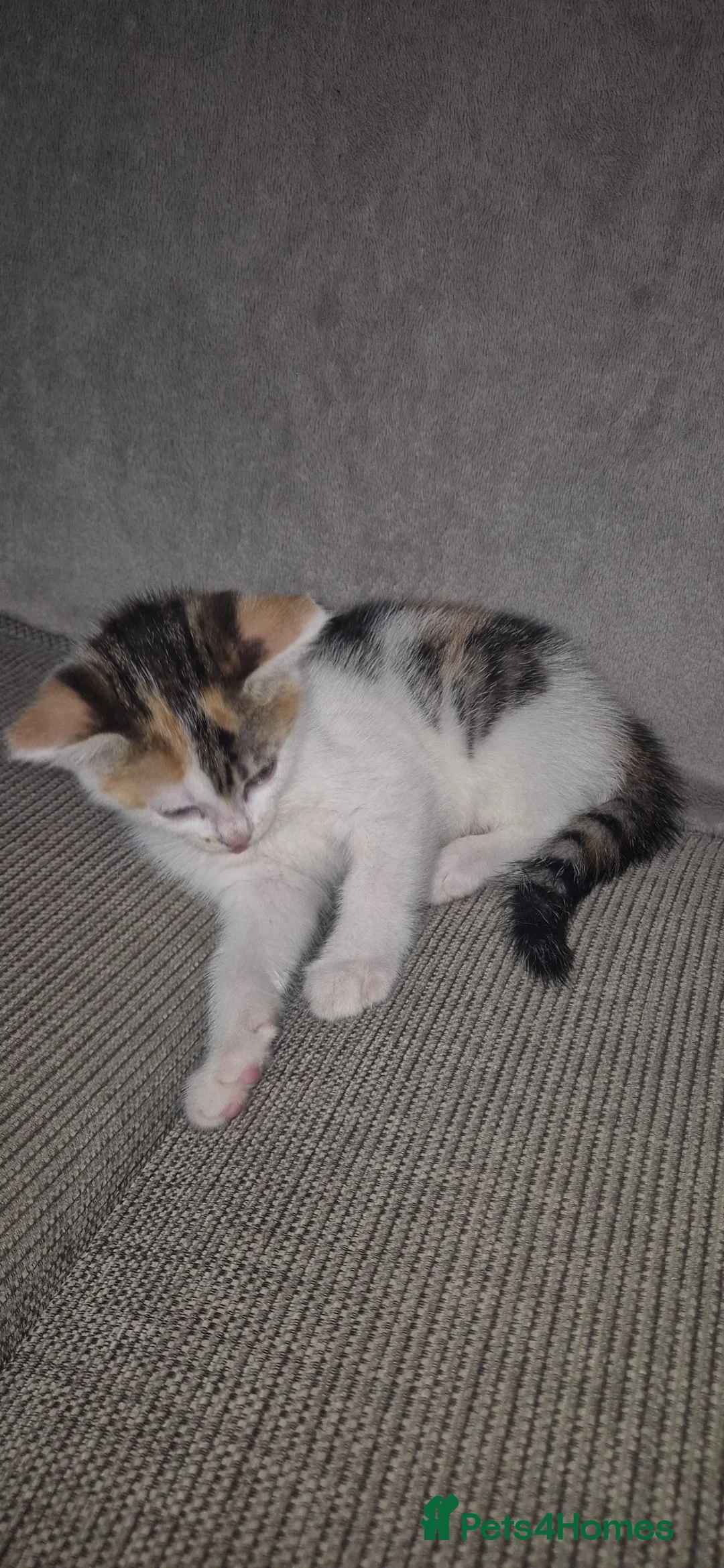 Mixed Breed cats for sale: Bengal cross kittens in Manchester - Advert 12