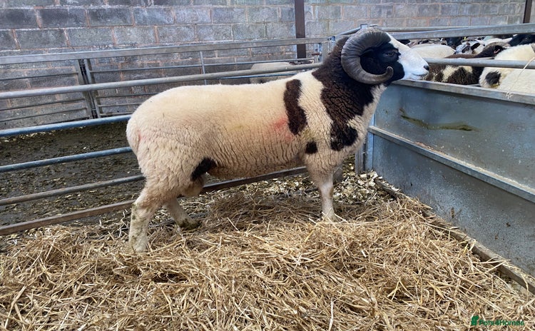 Sheep livestock - Advert 1
