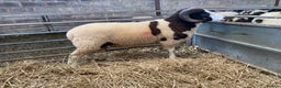 Sheep livestock for sale: Jacob rams  - Advert 1