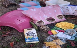 Guinea Pig rodents for sale: 3 Female Guinea Pigs- plus Hutch and extras - Image 13