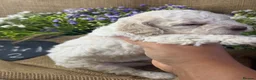 Lagotto Romagnolo dogs for sale: Cuteness overload Lagotto Romangnolo Puppies  - Advert 12