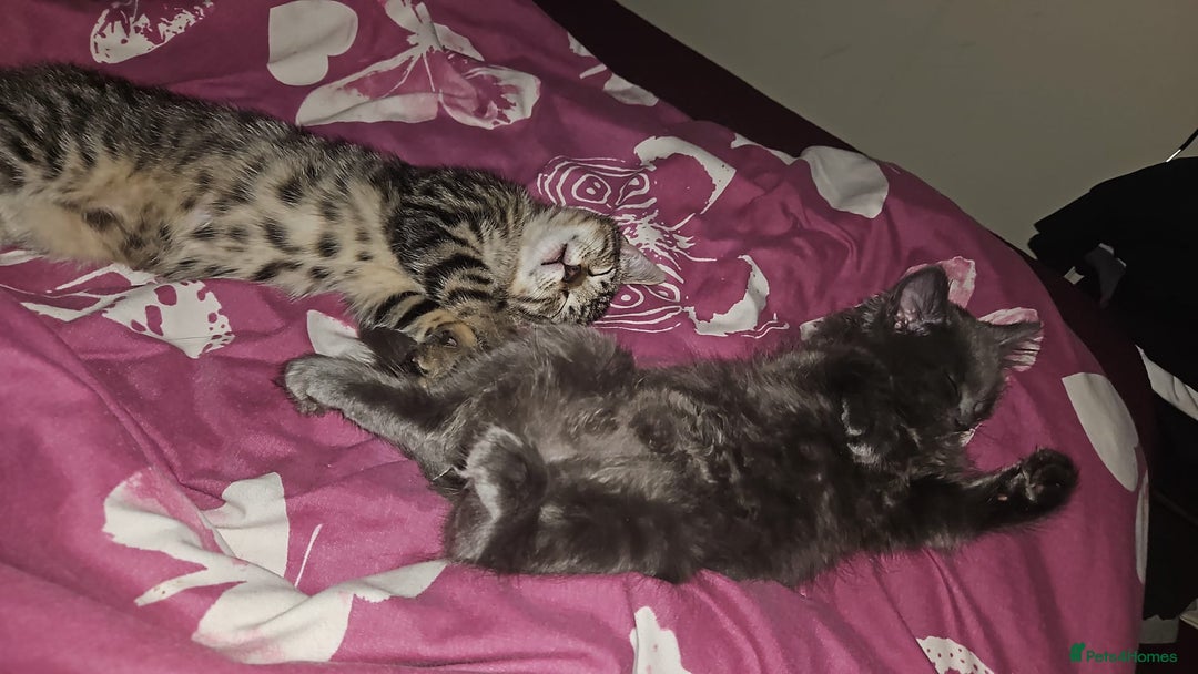 Domestic Shorthair cats for sale: Kittensss - Image 12