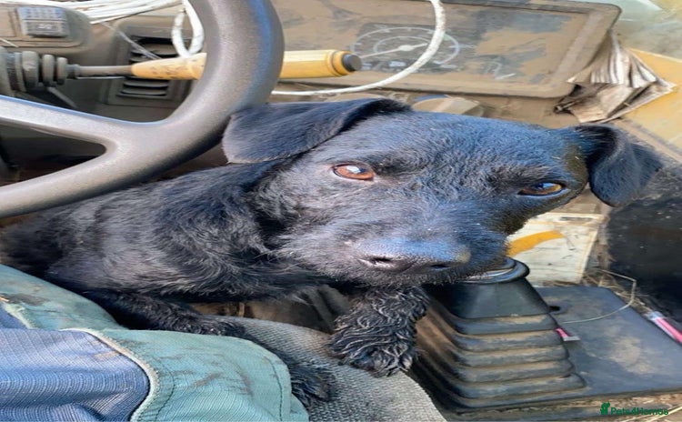 Patterjack dogs - Advert 1