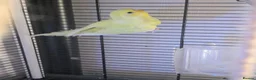 Budgerigars birds for sale: Three 8 month old budgies in Shipley - Advert 10