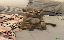 British Shorthair cats for sale: Last beautiful little British short haired boy  - Image 7