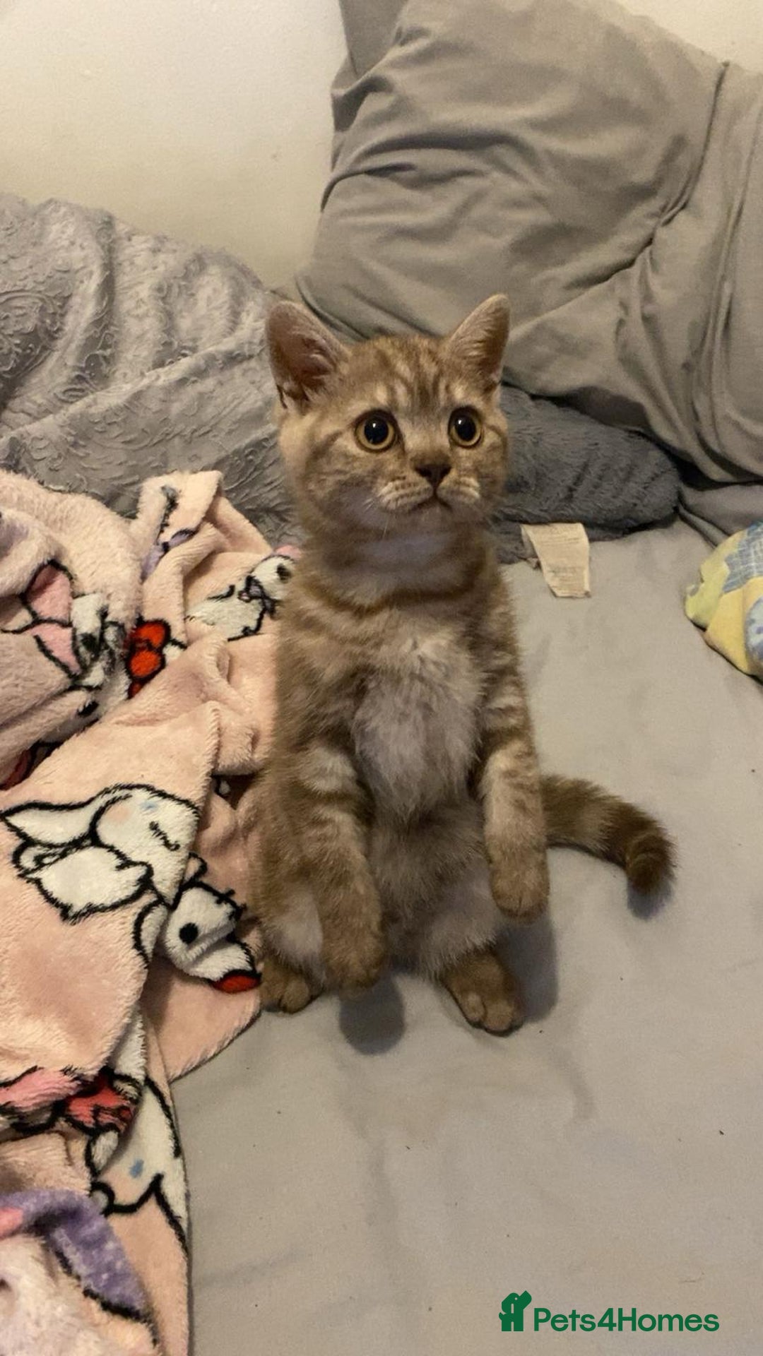 British Shorthair cats for sale: Last beautiful little British short haired boy  - Image 7