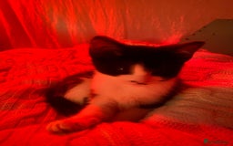 Mixed Breed cats for sale: Soft, Sweet, and Full of Fun…. - Advert 19