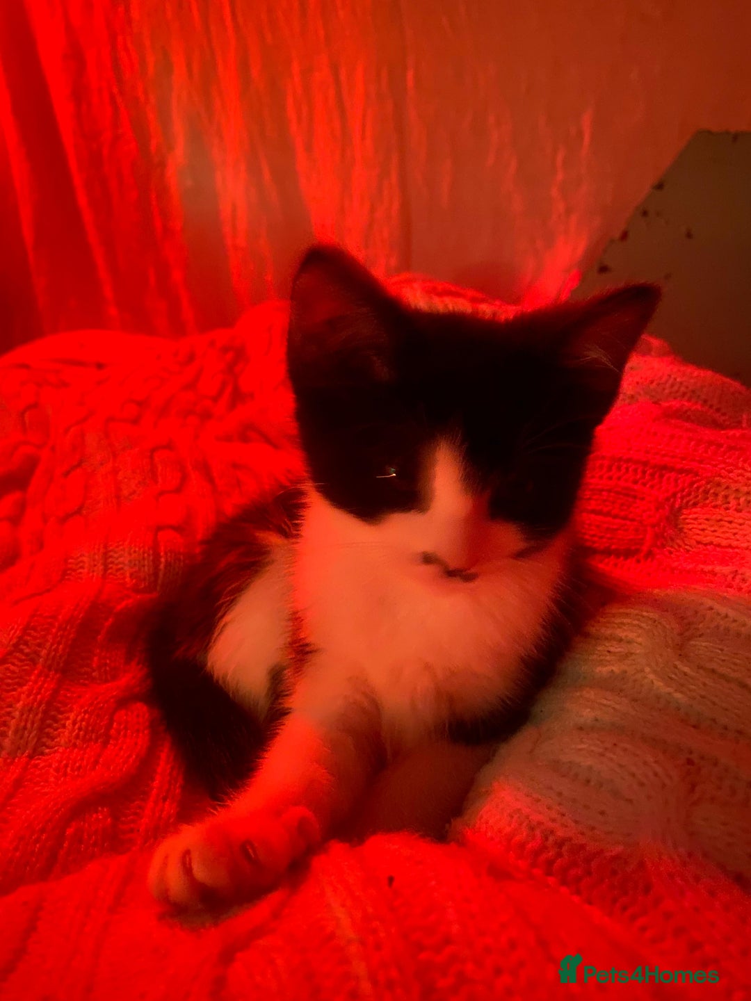 Mixed Breed cats for sale: Soft, Sweet, and Full of Fun…. - Advert 19