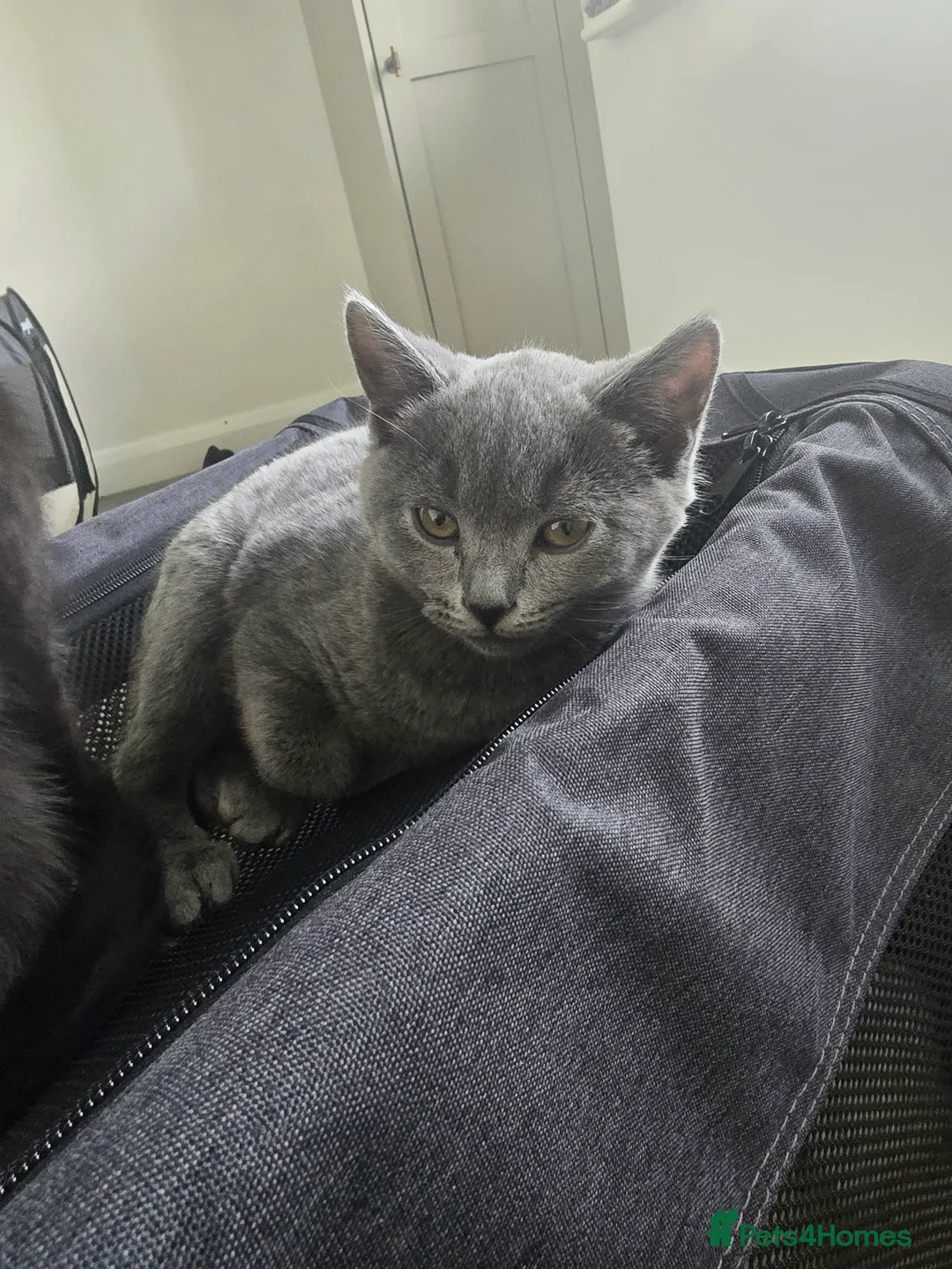 Mixed Breed cats for sale: 1/2 British shorthair kittens in Glossop - Advert 2