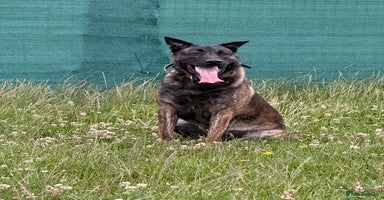 Mixed Breed dogs - Advert 7