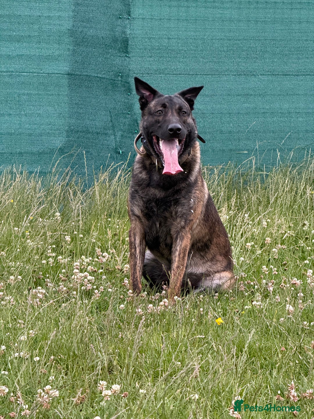 Mixed Breed dogs for sale: Belgian Malinois x Dutch Herder | 10 Month Old - Image 3