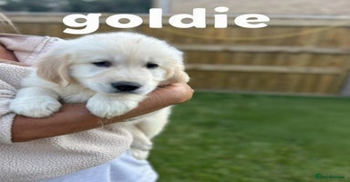 Golden Retriever dogs - Advert 5