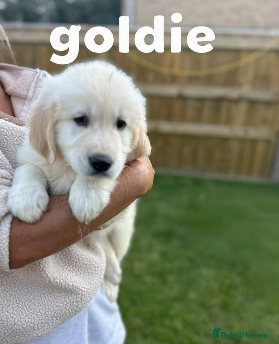 Golden Retriever dogs for sale: Golden retriever puppies  - Image 3