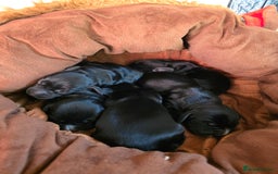 Cocker Spaniel dogs for sale: Working cocker Spaniel puppies KC registered  - Image 23