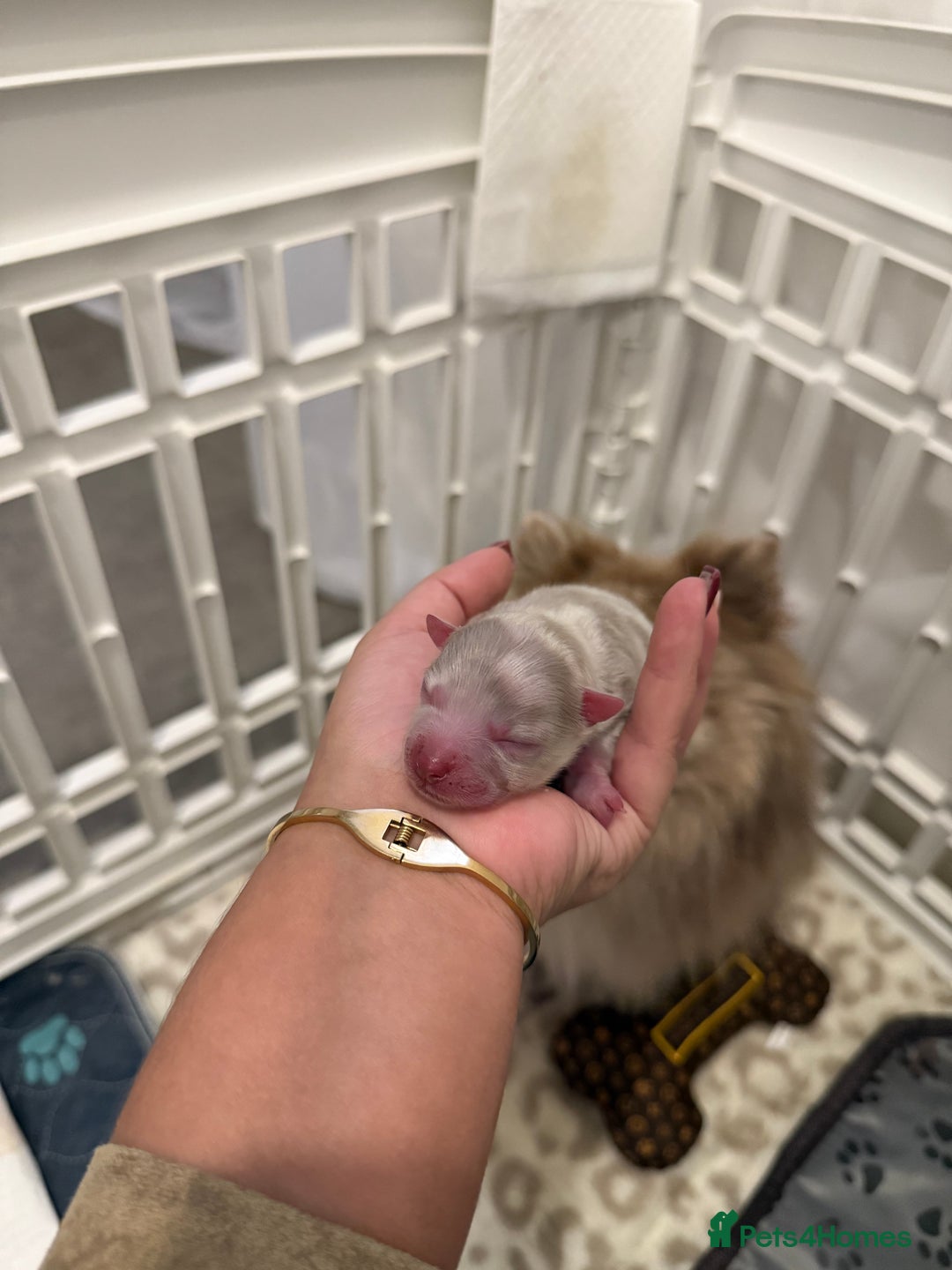 Pomeranian dogs for sale: Small & Fluffy Pomeranian Puppies Ready to Reserve - Advert 12