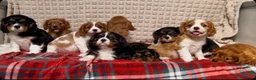 Cavalier King Charles Spaniel dogs for sale: STUNNING CAVALIER KING CHARLES PUPPIES  - Advert 5