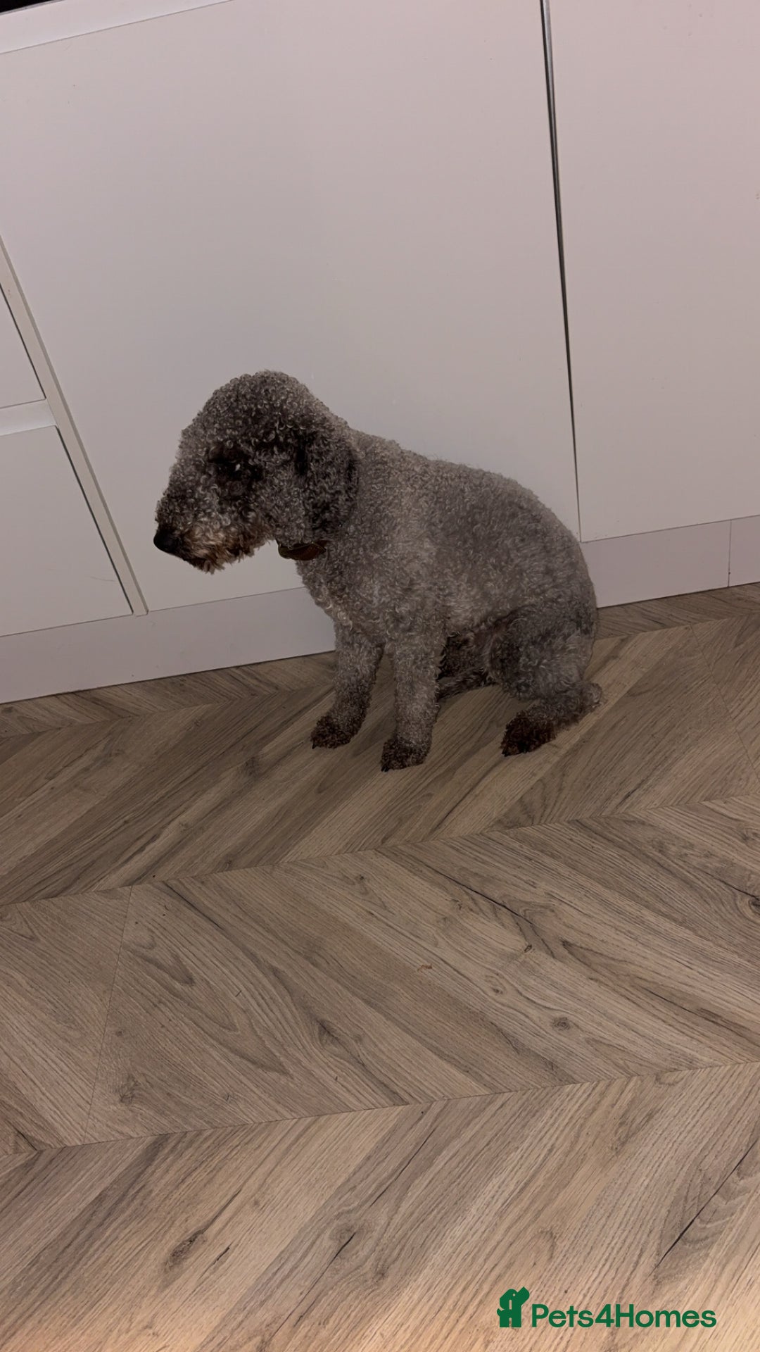 Bedlington Terrier dogs for stud: Teddy - Beddlington  - Advert 5